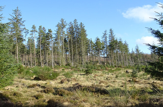 Forest on Meikle Balloch