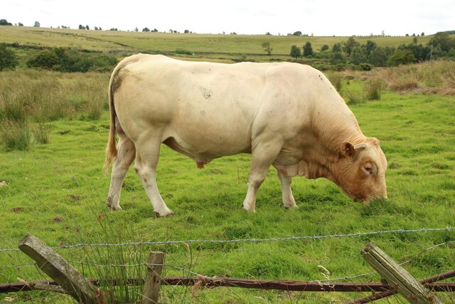 Grazing bull at Springhill Farm