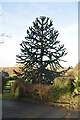 Monkey Puzzle tree