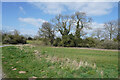 Bare trees and ivy