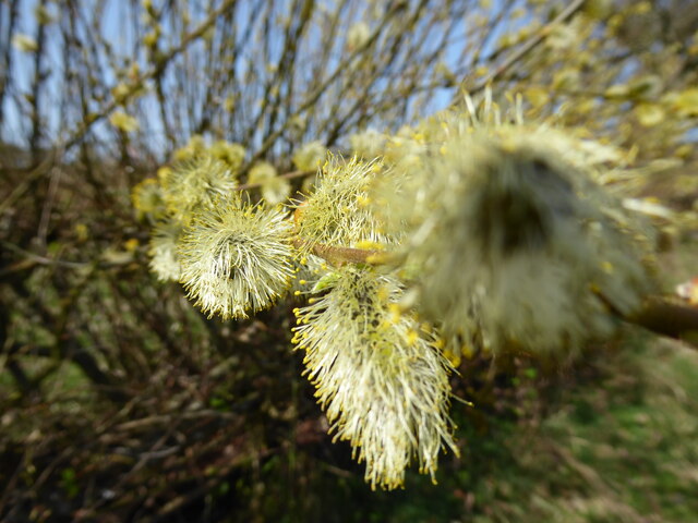Closeup of Pussy Willow
