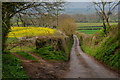 North Curry : Langlands Lane