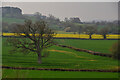 North Curry : Countryside Scenery