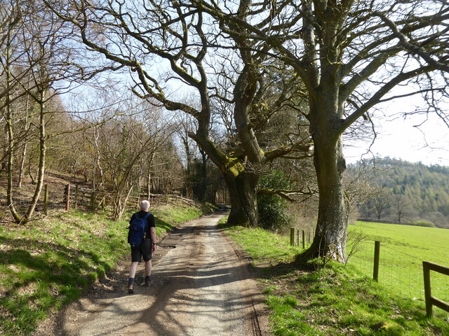 Large mature Oak tree beside the lane below Black Rhadley Hill