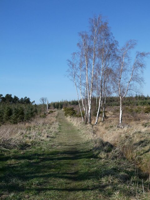 Bridleway through Balehill Plantation