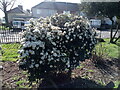 View of a flowery bush in Parsloes Park