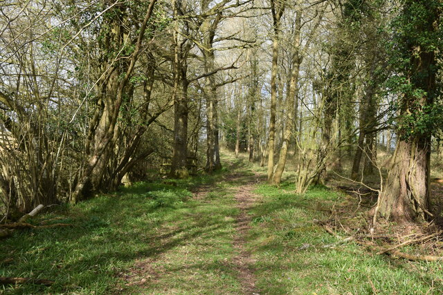 Diverted footpath on track at Lowdens Copse