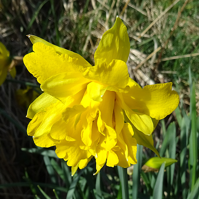 Double-flowered Daffodil
