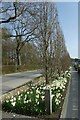 Daffodils by the entrance