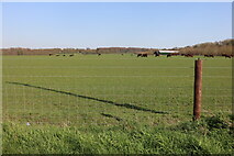 TL4442 : Cow pasture in Chrishall Grange by David Howard