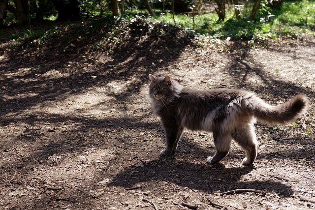 Cat in Littleheath Woods