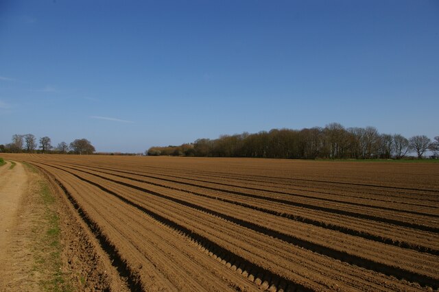 Fields east of Friston