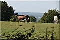 Horses on The North Downs