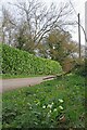 Primroses by the Icknield Way