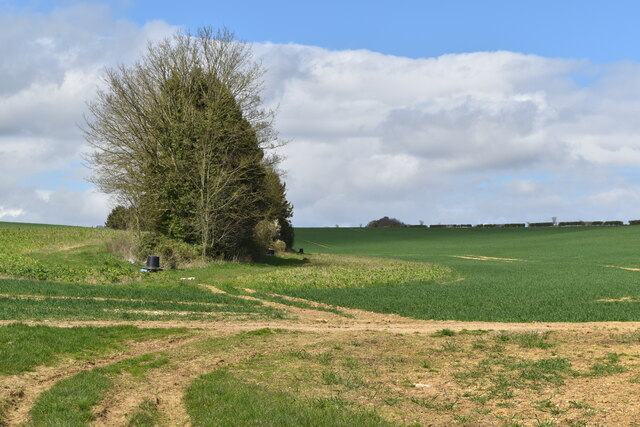 Line of trees between fields north of Brickworth Farm