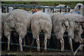 Ossaborough : Grassy Field & Sheep