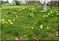 Daffodils in Plumstead Cemetery