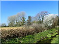 Ditch near Brandenbury Farm