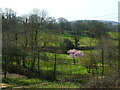 Blossom on The Avenue