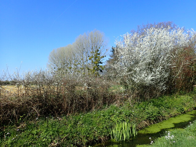 Ditch near Brandenbury Farm
