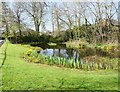 Bluebell Pond North Walsham