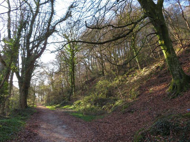 Track through Garth Wood
