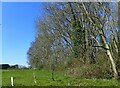 Woodland seen from the footpath