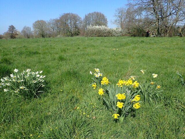 Daffodils near the River Beult