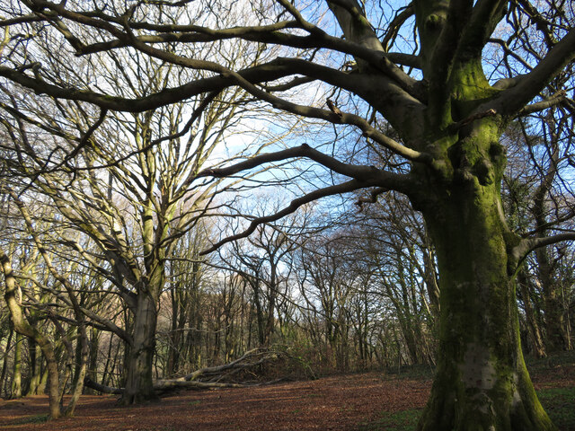 Trees in Garth Wood