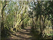 ST1182 : Tree-lined footpath near Ton-mawr by Gareth James