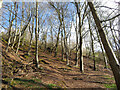 Trees in Garth Wood