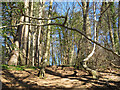 Footpath climbing through Garth Wood