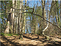 ST1181 : Footpath climbing through Garth Wood by Gareth James