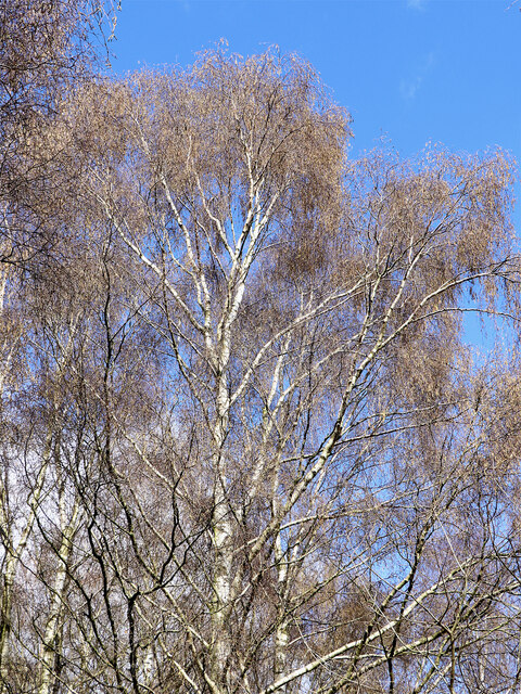 Birch trees and blue sky on Penn Common