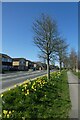 Daffodils along Otley Road