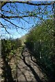 Path along the border of Harlow Carr