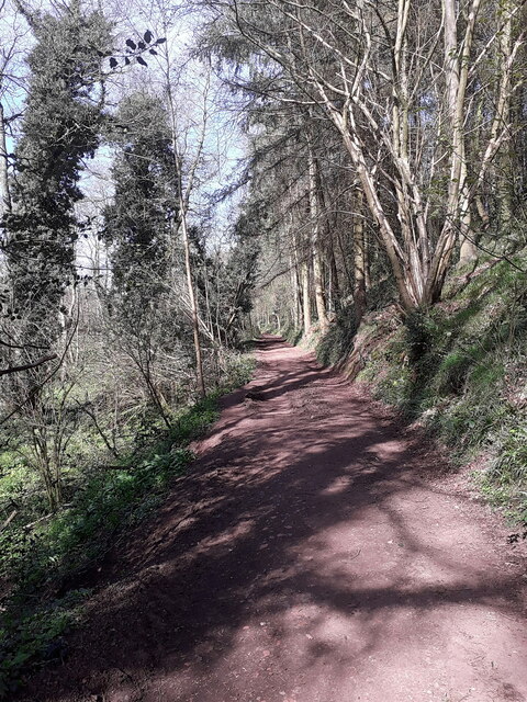 Bridleway running through King Charles' Wood