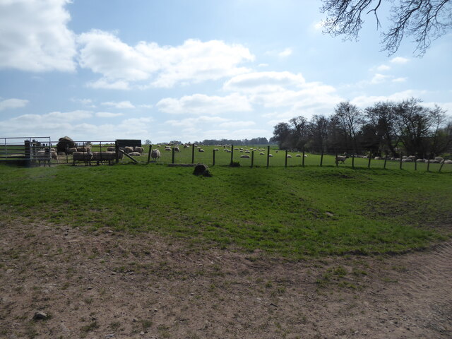 Sheep pasture at Lythwood Farm