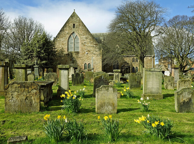 Daffodils bloom at Ayr's Auld Kirk