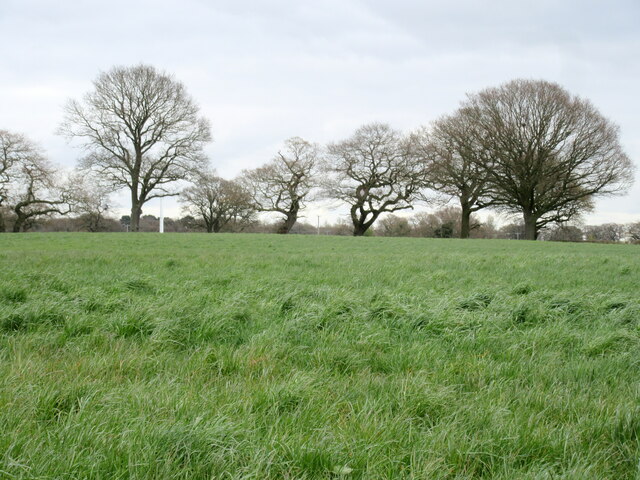 Field of grass