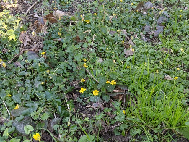 And now the Celandine