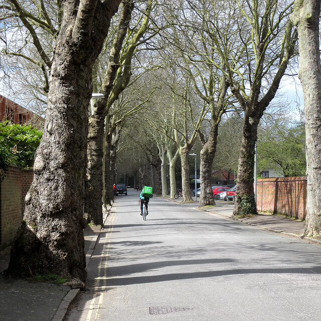 Along Sidgwick Avenue in early spring