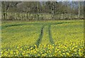 Rape field near Faversham