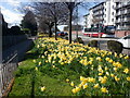NT2871 : Daffodils, Peffermill Road by Richard Webb
