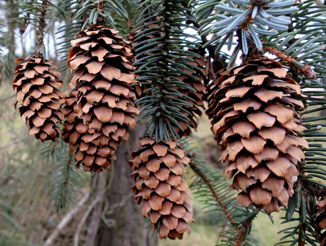 Fruits of the Sitka Spruce