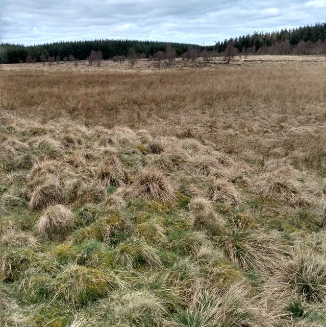 Rough pasture, bog and forest