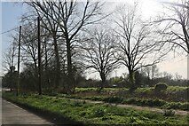 TL4439 : Woodland by Crawley End, Great Chishill by David Howard