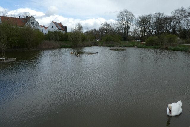 Swan on Derwenthorpe pond