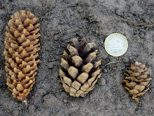 The Sitka Spruce, the Scots Pine and the... © Des Colhoun cc-by-sa/2.0 ...