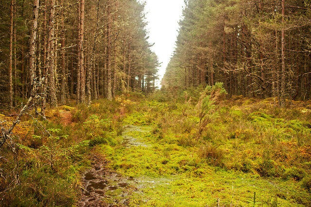 The perimeter path of Knockbain Wood